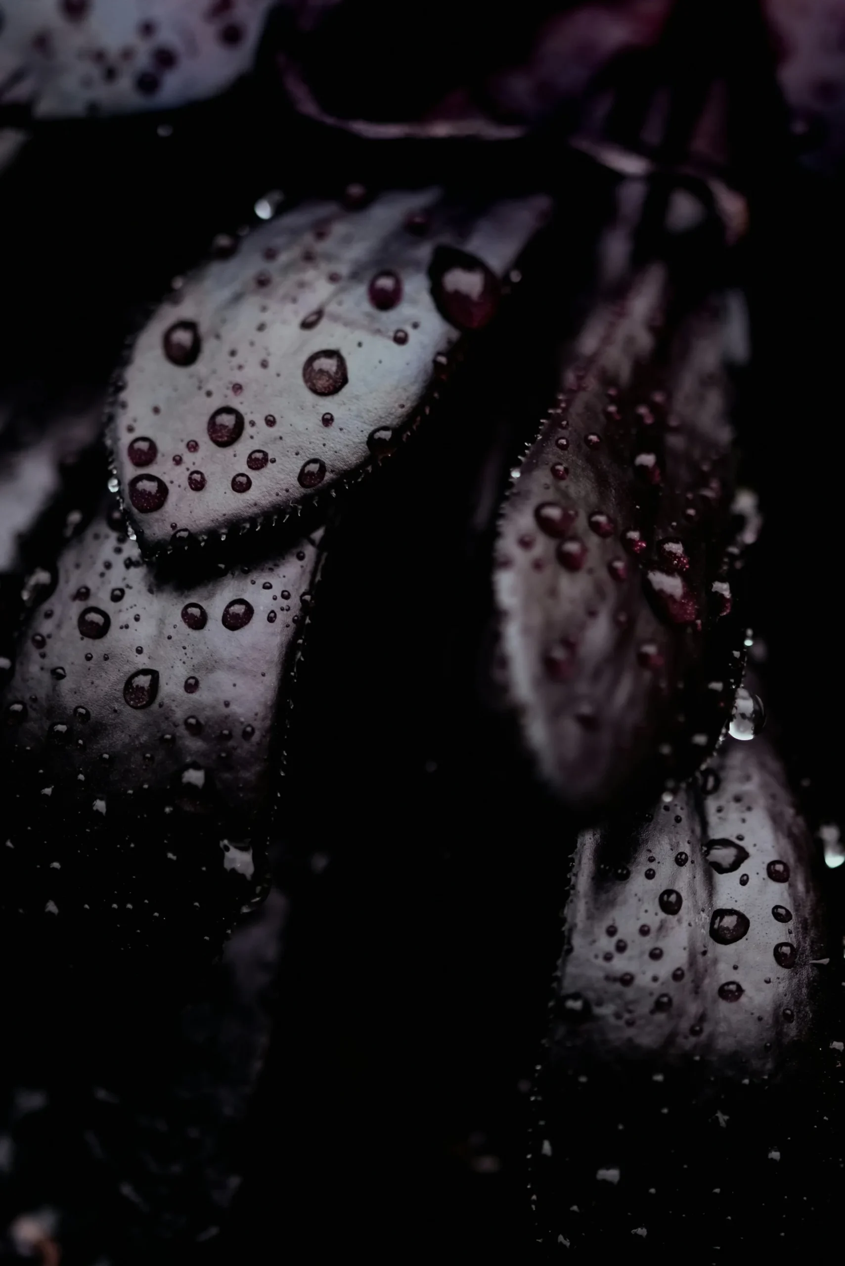 Lld Plant Dark 1 Scaled