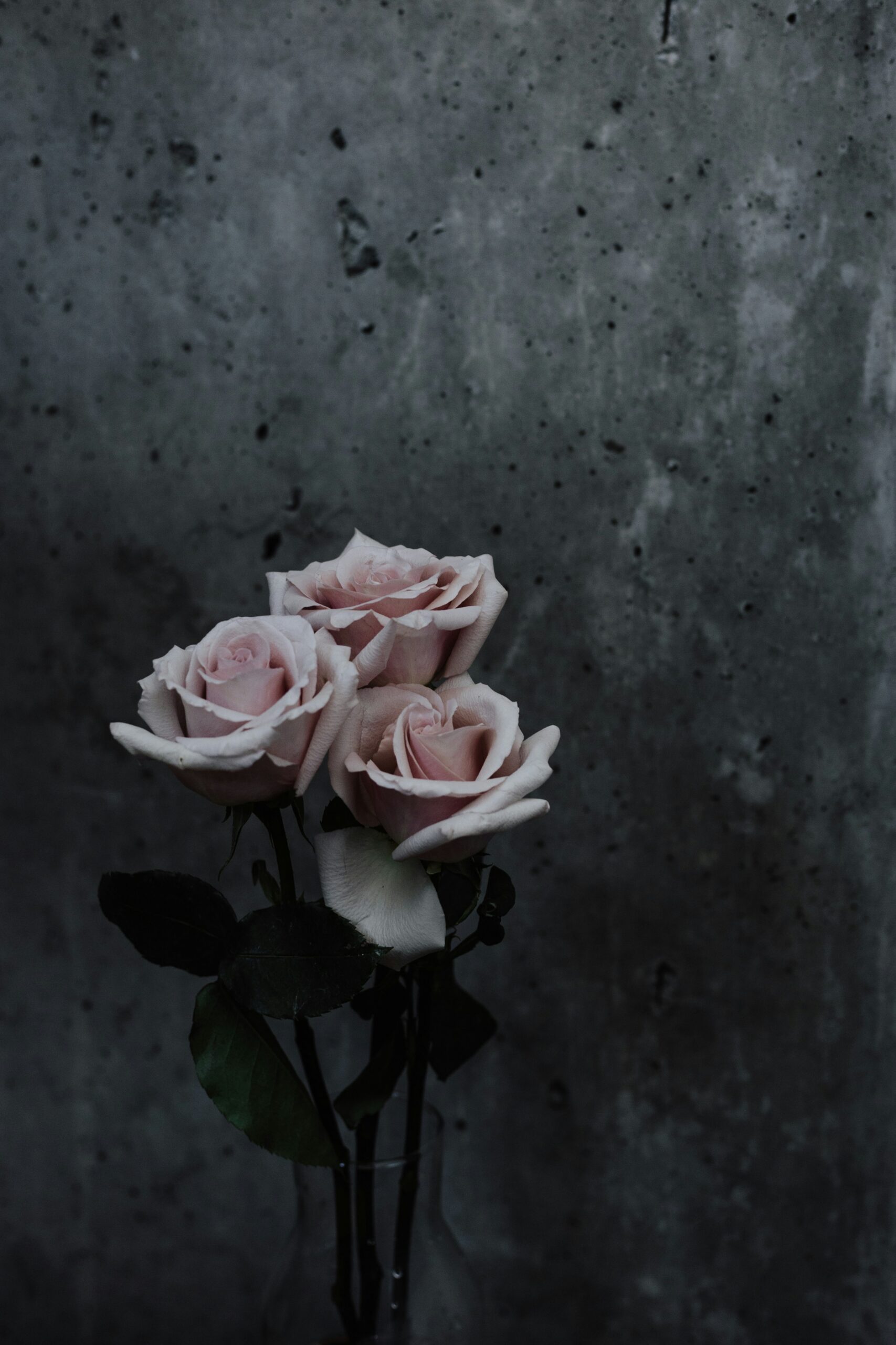 lld roses pink 4